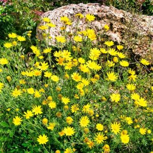 ירושלים - הר נוף - 02789