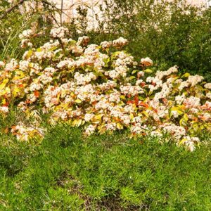ירושלים - הר נוף - 02790
